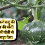 जुलाई में करें कद्दू की इस किस्म की खेती, 65 दिनों में होगी फसल तैयार खेती से छपेगा तगड़ा पैसा मालामाल हो जायेंगे किसान, जाने नाम