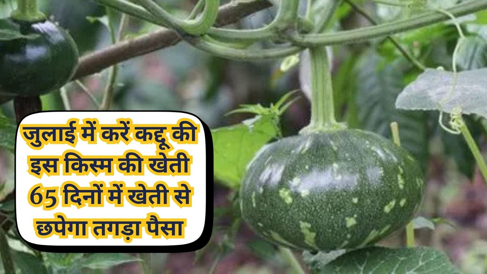 जुलाई में करें कद्दू की इस किस्म की खेती, 65 दिनों में होगी फसल तैयार खेती से छपेगा तगड़ा पैसा मालामाल हो जायेंगे किसान, जाने नाम