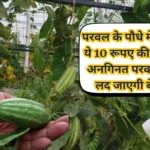 Gardening Tips: परवल के पौधे में डालें ये 10 रूपए की चमत्कारी चीज, अनगिनत परवल से लद जाएगी बेल कीट रोग का नामोनिशान होगा खत्म
