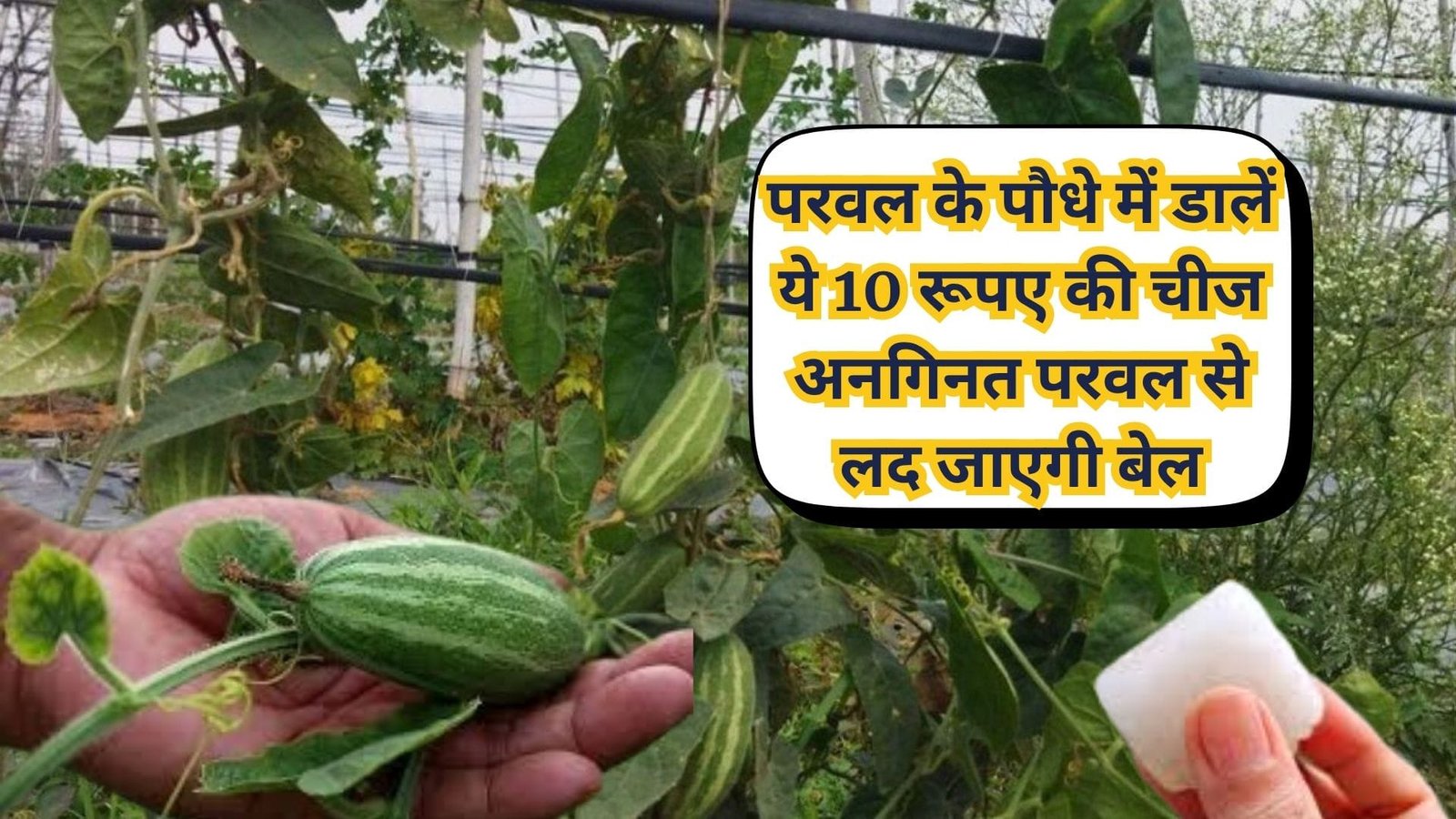 Gardening Tips: परवल के पौधे में डालें ये 10 रूपए की चमत्कारी चीज, अनगिनत परवल से लद जाएगी बेल कीट रोग का नामोनिशान होगा खत्म