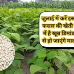 जुलाई में करें इस सफ़ेद फसल की खेती, मार्केट में है बहुत डिमांड खेती से हो जाएंगे मालामाल, जाने नाम और काम