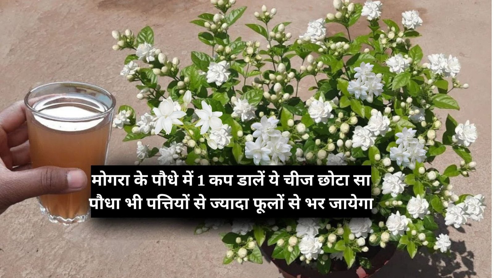 Gardening Tips: मोगरा के पौधे में एक कप डालें ये चीज, छोटा सा पौधा भी पत्तियों से ज्यादा फूलों से भर जायेगा, जाने पौधे से फूल लेने का राज
