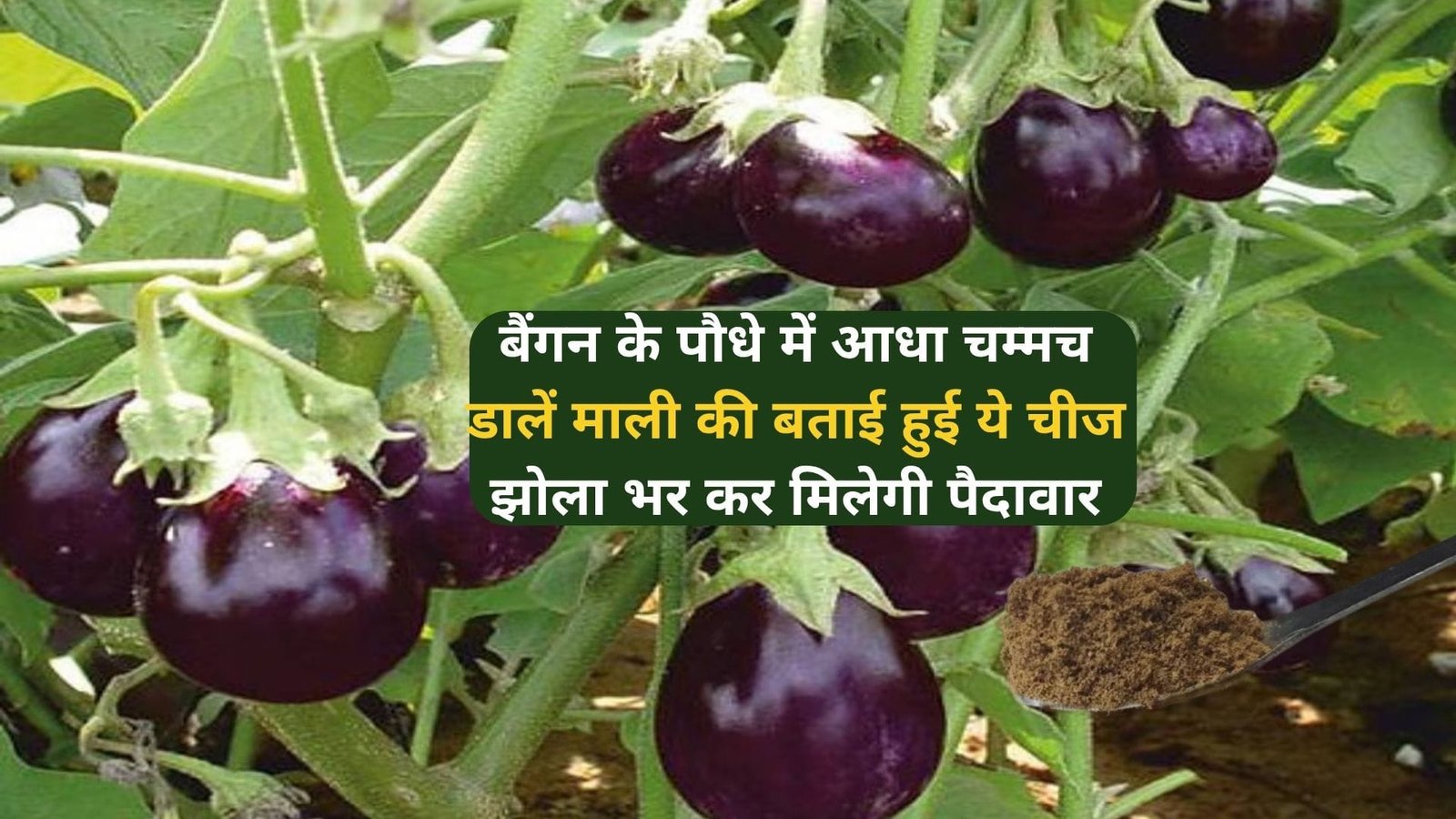 Gardening Tips: बैंगन के पौधे में आधा चम्मच डालें माली की बताई हुई ये चीज, फूल झड़ने की समस्या होगी खत्म झोला भर-भर कर मिलेगी पैदावार, जाने नाम