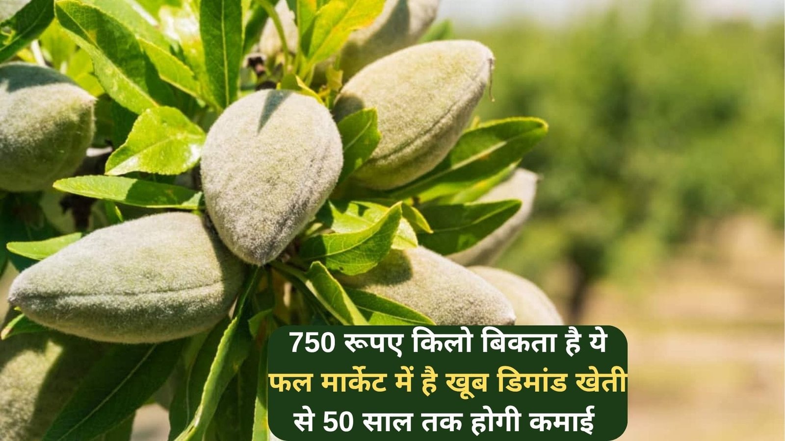 750 रूपए किलो बिकता है ये फल, मार्केट में है खूब डिमांड खेती से 50 साल तक होगी ताबड़तोड़ कमाई धनवान होंगे किसान, जाने नाम