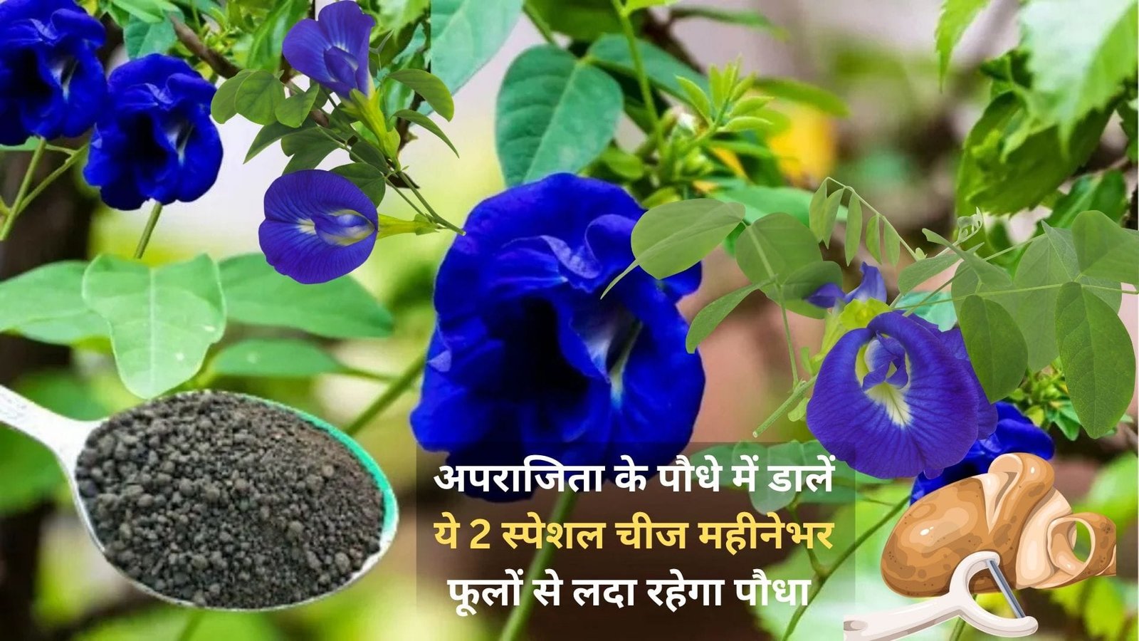 Gardening Tips: अपराजिता के पौधे में डालें ये 2 स्पेशल चीज, महीनेभर फूलों से लदा रहेगा पौधा पत्तियों से ज्यादा दिखेंगे नीले फूल, जाने नाम