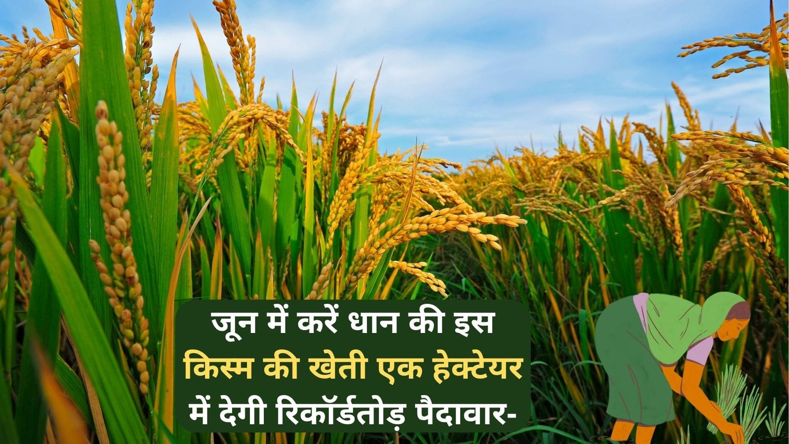 जून में करें धान की इस किस्म की खेती, एक हेक्टेयर में देगी रिकॉर्डतोड़ पैदावार-उपज देख पड़ोसी भी पूछेंगे खेती का राज, जाने नाम