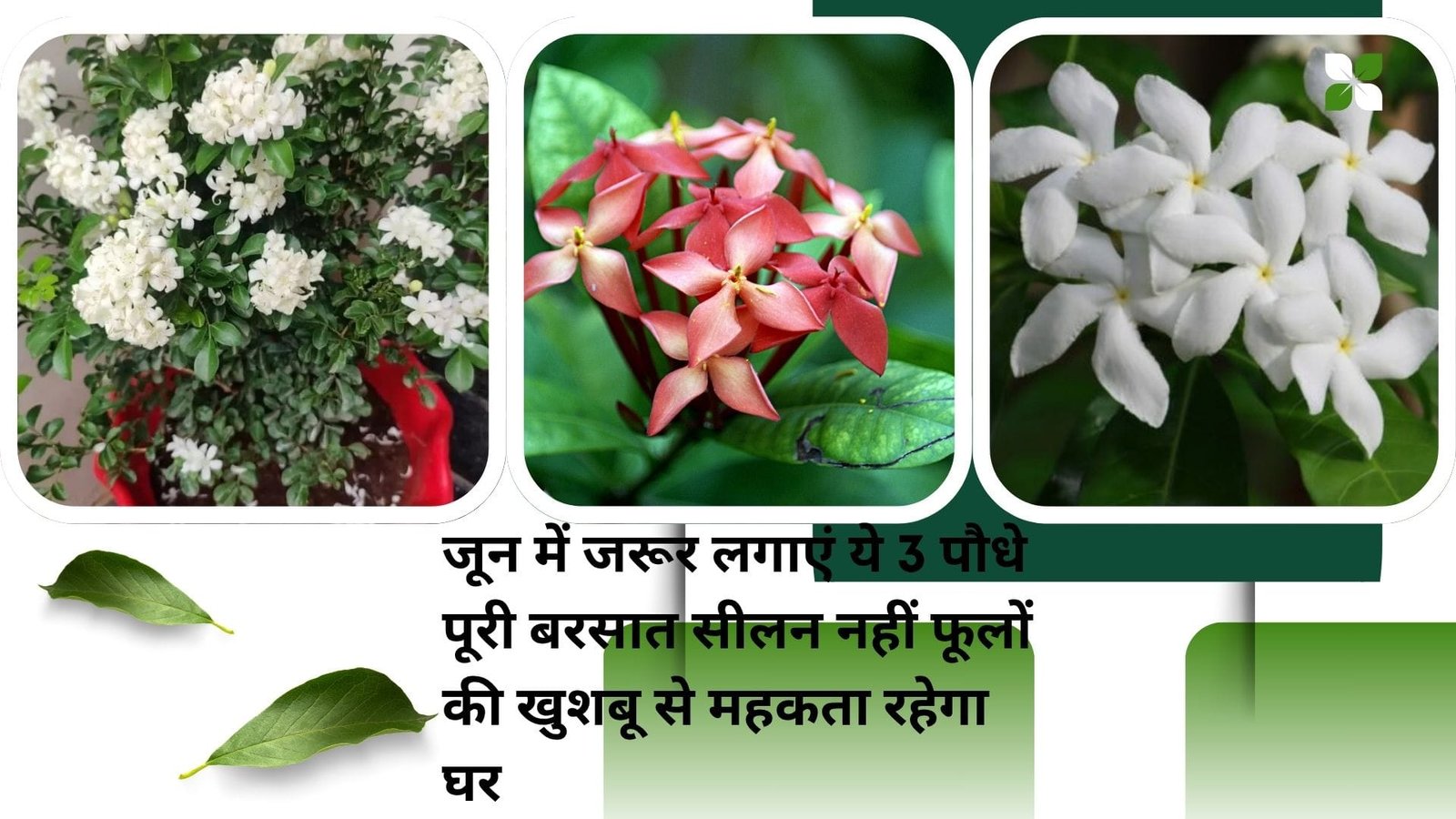 Gardening Tips: जून के महीने में जरूर लगाएं ये 3 पौधे, पूरी बरसात सीलन नहीं फूलों की खुशबू से महकता रहेगा पूरा घर, जाने नाम