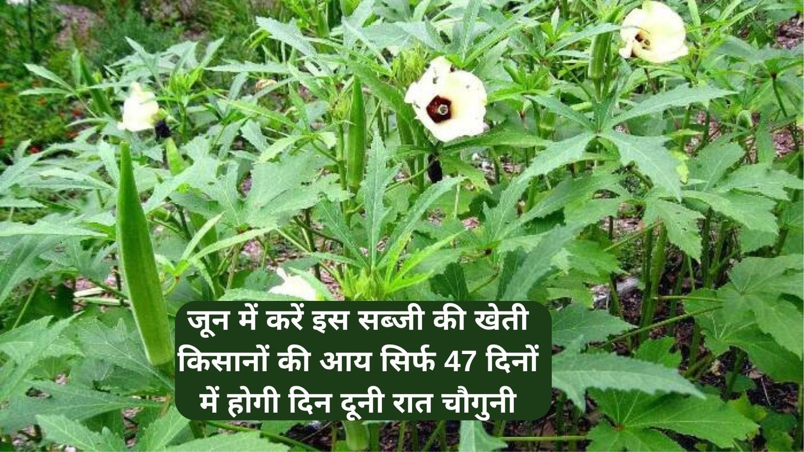 जून में करें इस सब्जी की खेती, किसानों की आय सिर्फ 47 दिनों में होगी दिन दूनी रात चौगुनी मार्केट है खूब डिमांड, जाने नाम