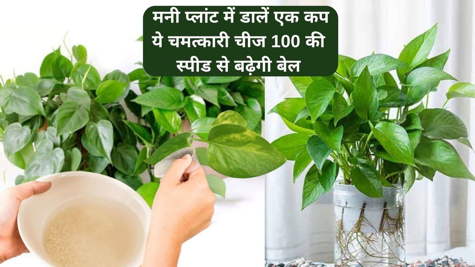 Gardening Tips: मनी प्लांट में डालें एक कप ये चमत्कारी चीज, डबल स्पीड से बढ़ेगी बेल निकलेगी हरी भरी पत्तियां माली का ये राज हर किसी के नहीं है पास