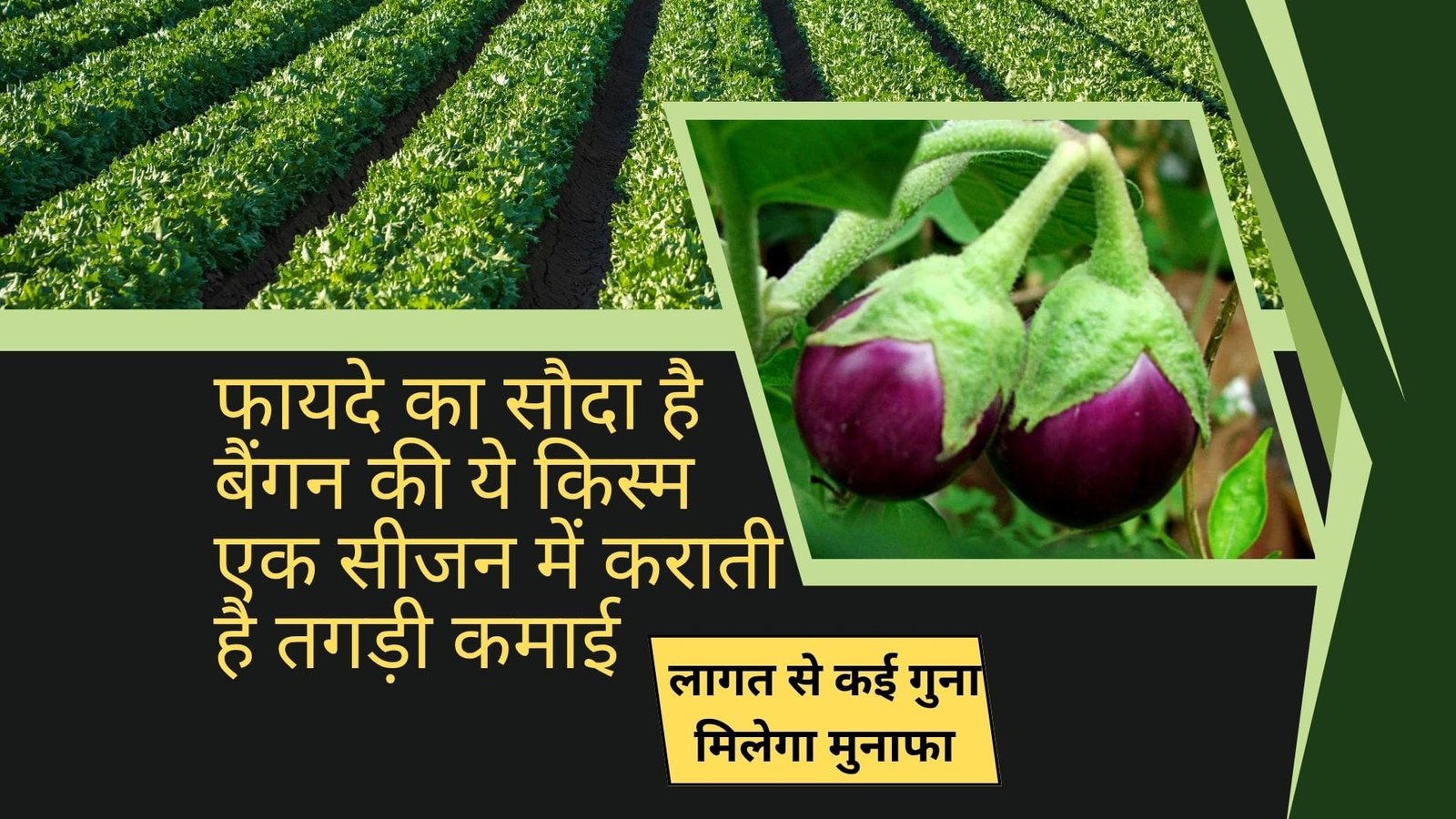 फायदे का सौदा है बैंगन की ये किस्म, एक सीजन में कराती है तगड़ी कमाई लागत से कई गुना मिलेगा मुनाफा, जाने विशेषताएं