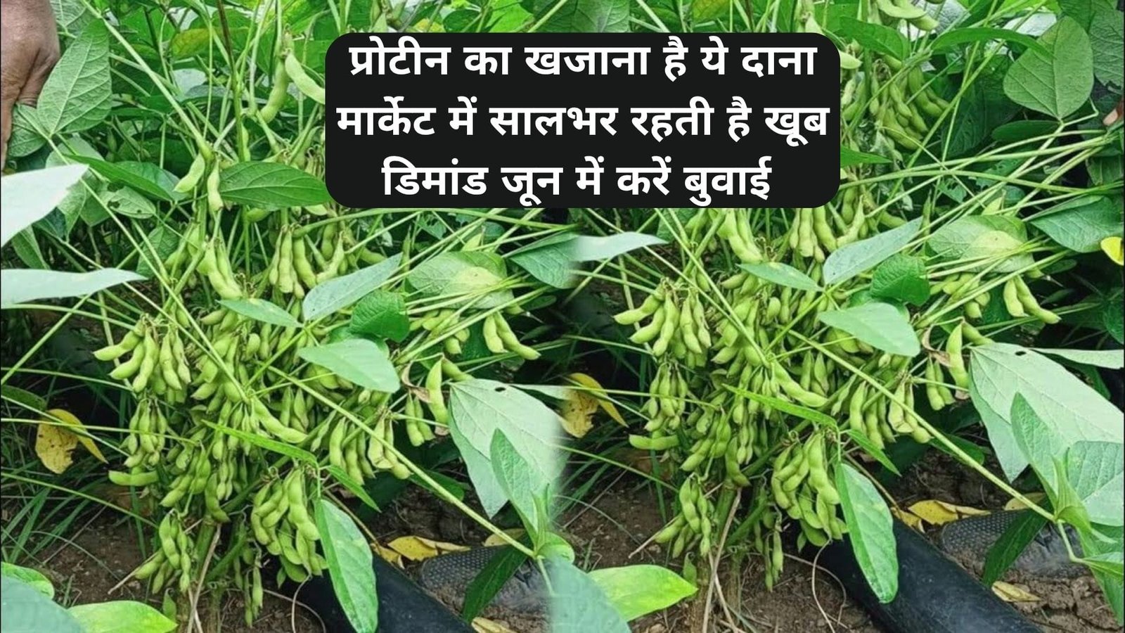 प्रोटीन का खजाना है ये दाना, मार्केट में सालभर रहती है खूब डिमांड जून में करें बुवाई खेती से 90 दिनों में होगी तगड़ी कमाई, जाने नाम