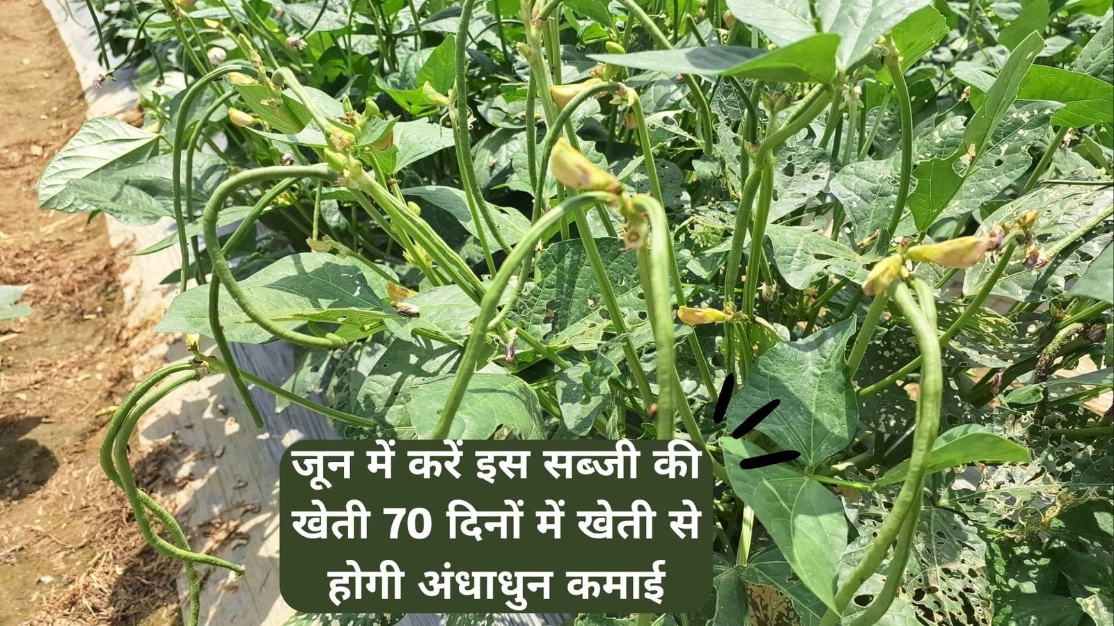 जून में करें इस सब्जी की खेती, कम लागत में होगा अधिक मुनाफा 70 दिनों में खेती से होगी अंधाधुन कमाई, किसान तुरंत शुरू कर दें ये खेती