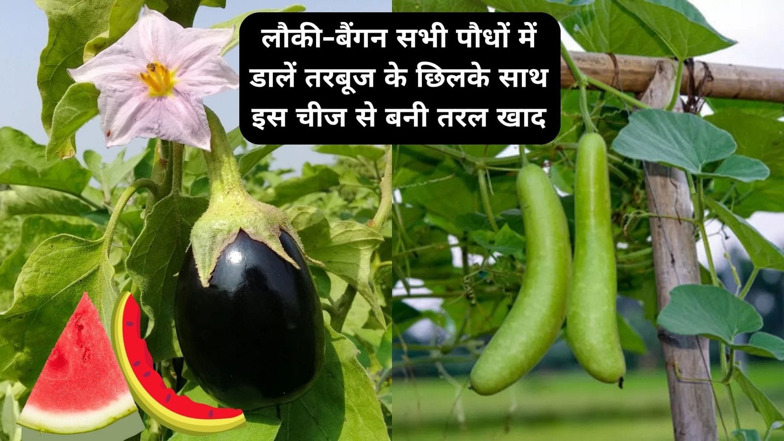 Gardening Tips: लौकी-बैंगन सभी पौधों में डालें तरबूज के छिलके साथ इस चीज से बनी तरल खाद, फूलों-फलों से लद जायेंगे पौधे, जाने नाम