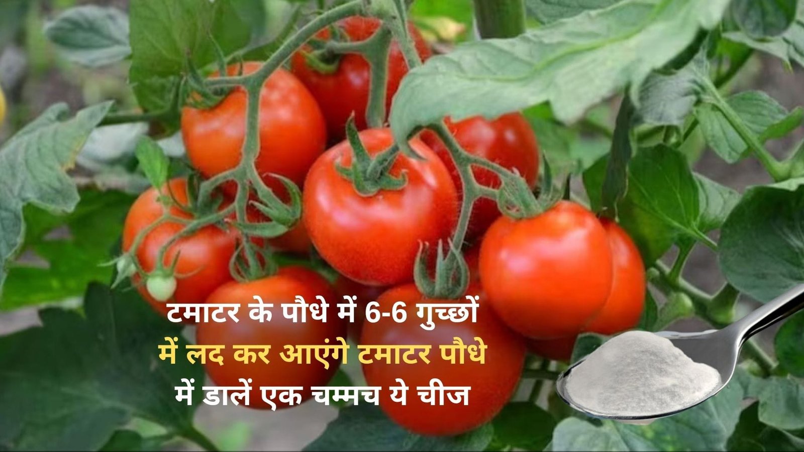 Gardening Tips: टमाटर के पौधे में 6-6 गुच्छों में लद कर आएंगे टमाटर, बस पौधे में डालें एक चम्मच ये चीज बाजार से खरीदने की झंझट होगी खत्म, जाने नाम
