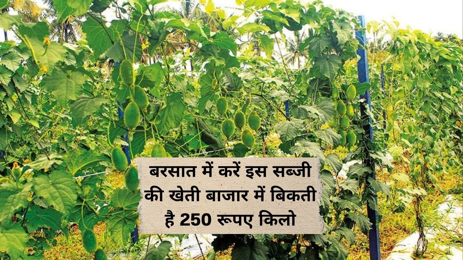 बरसात में बंजर जमीन में करें इस सब्जी की खेती, बाजार में बिकती है 250 रूपए किलो मार्केट में है तगड़ी डिमांड, जाने नाम