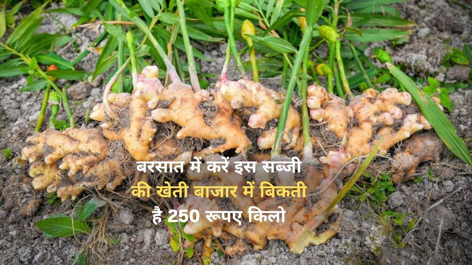 फायदे का सौदा है अदरक की ये किस्म की खेती, मार्केट में है खूब मांग खेती से हो जायेंगे धनवान एक हेक्टेयर में होगी तगड़ी पैदावार, जाने नाम