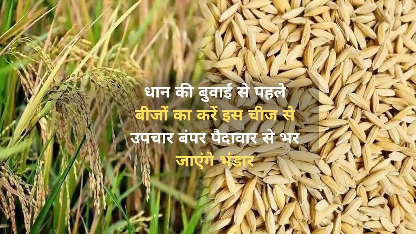 Agriculture tips: धान की बुवाई से पहले बीजों का करें इस चीज से उपचार, बंपर पैदावार से भर जाएंगे भंडार रोग कीट का भी नहीं होगा खतरा