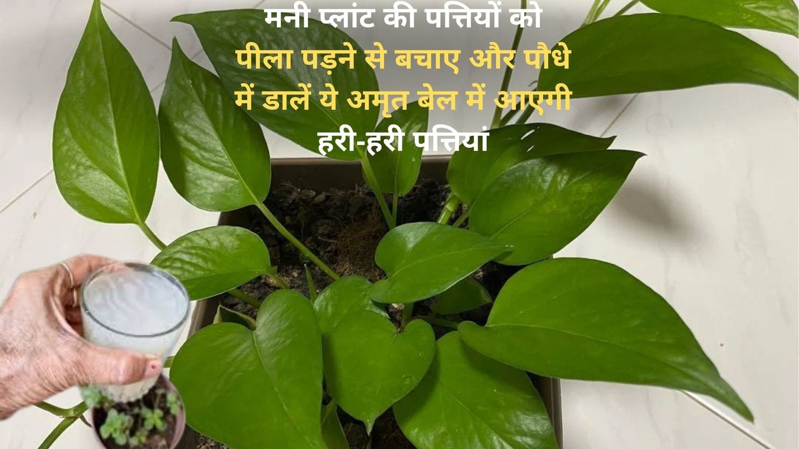 Gardening Tips: मनी प्लांट की पत्तियों को पीला पड़ने से बचाए और पौधे में डालें ये पावरफुल अमृत, बेल में आएगी हरी-हरी पत्तियां, जाने पौधे को घना करने का राज