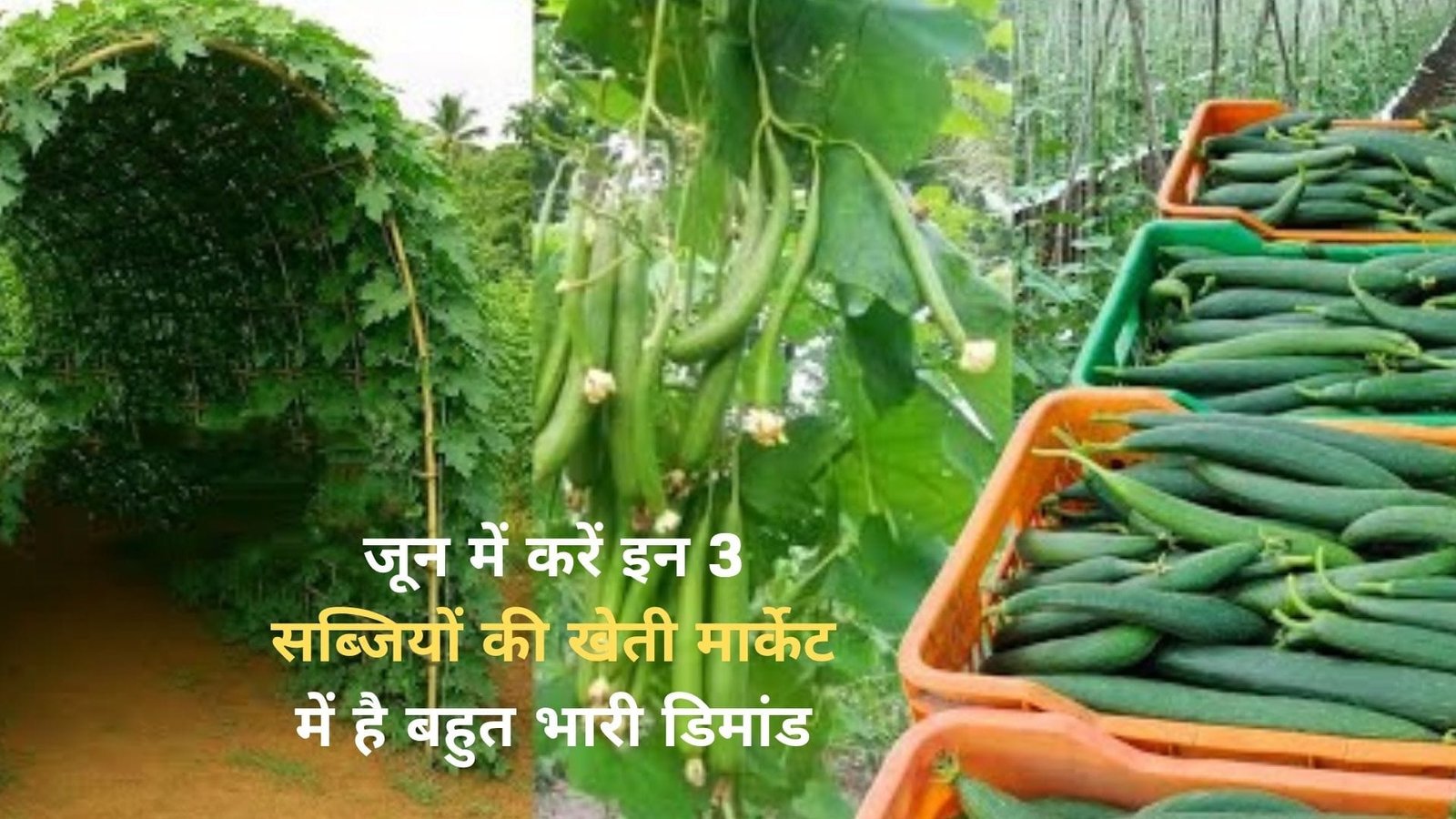जून में करें इन 3 सब्जियों की खेती, मार्केट में है बहुत भारी डिमांड खेती से कम लागत में होगी मोटी कमाई हो जायेंगे मालामाल, जाने नाम
