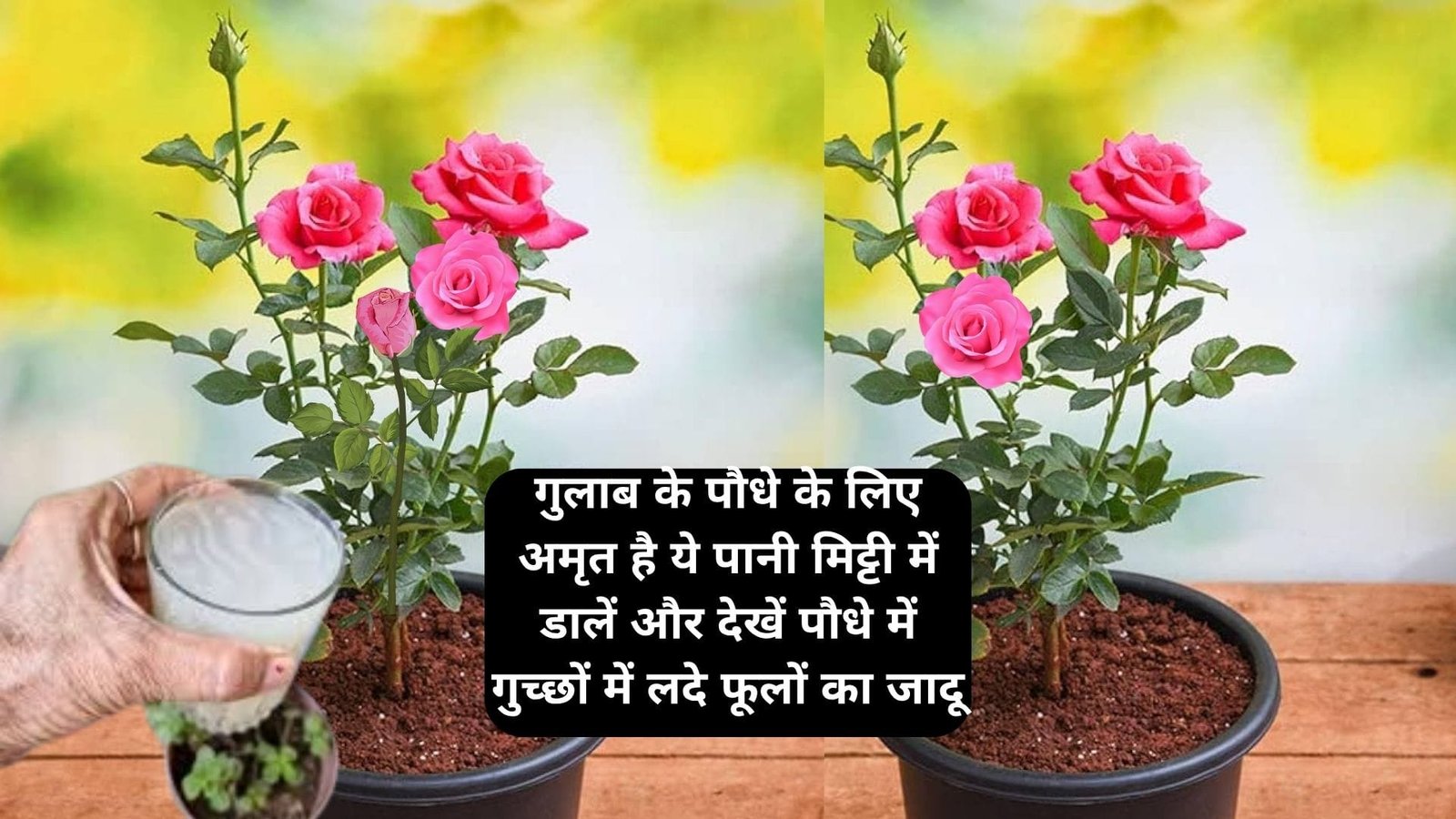 Gardening tips: गुलाब के पौधे के लिए अमृत है ये पानी, मिट्टी में डालें और देखें पौधे में गुच्छों में लदे फूलों का जादू, जाने नाम