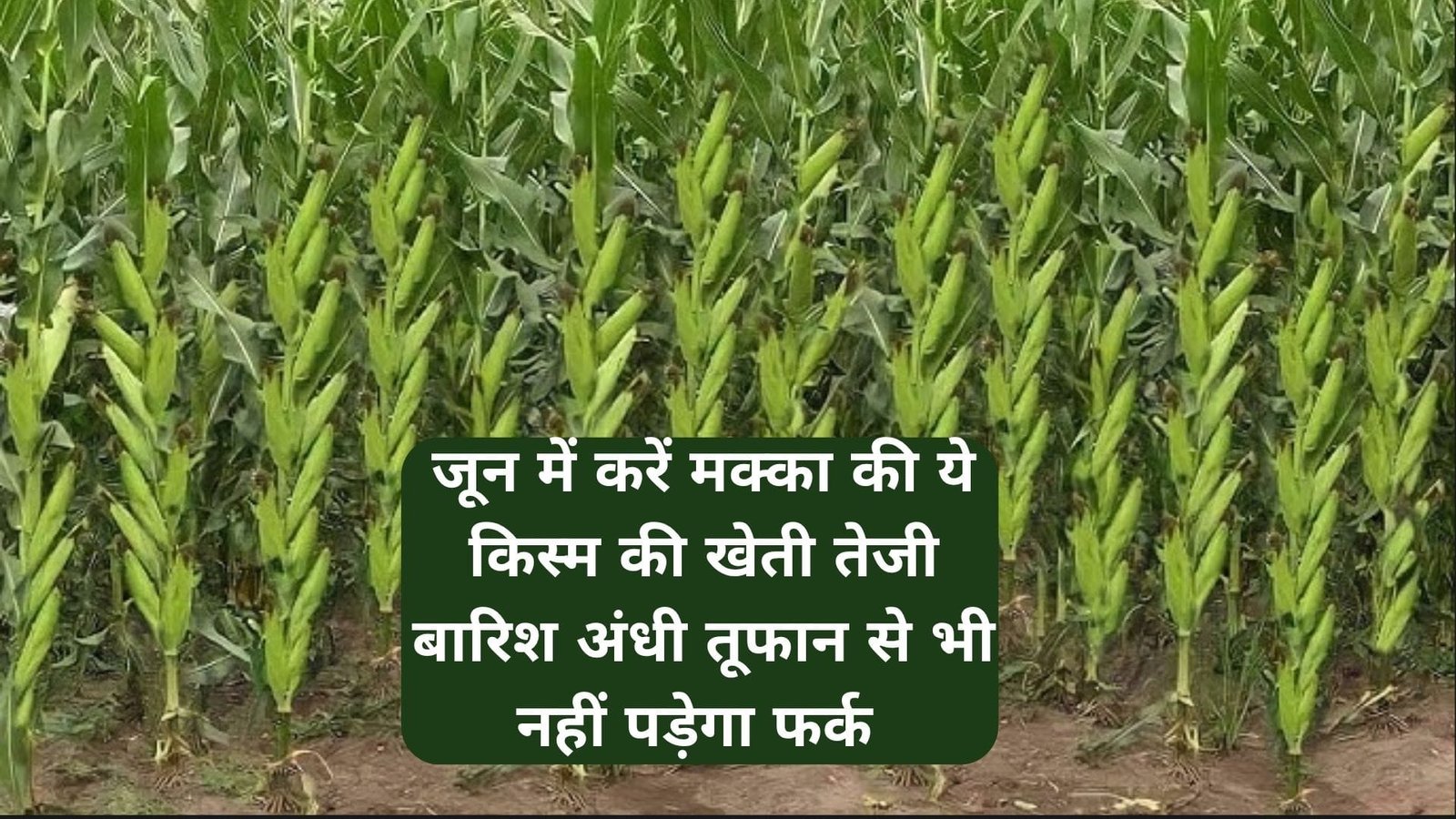 जून में करें मक्का की ये किस्म की खेती, तेजी बारिश अंधी तूफान से भी नहीं पड़ेगा फर्क सिर्फ 85 दिनों में खेती से आएंगे लाखों, जाने नाम