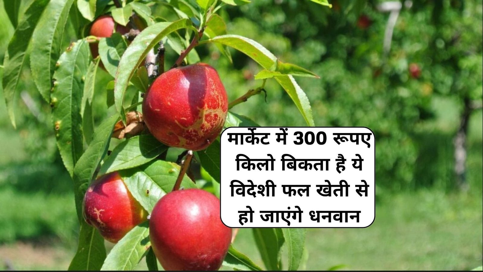 मार्केट में 300 रूपए किलो बिकता है ये विदेशी फल, एकबार करें पौधों की रोपाई कई सालों तक होगी मोटी कमाई खेती से हो जाएंगे धनवान, जाने नाम