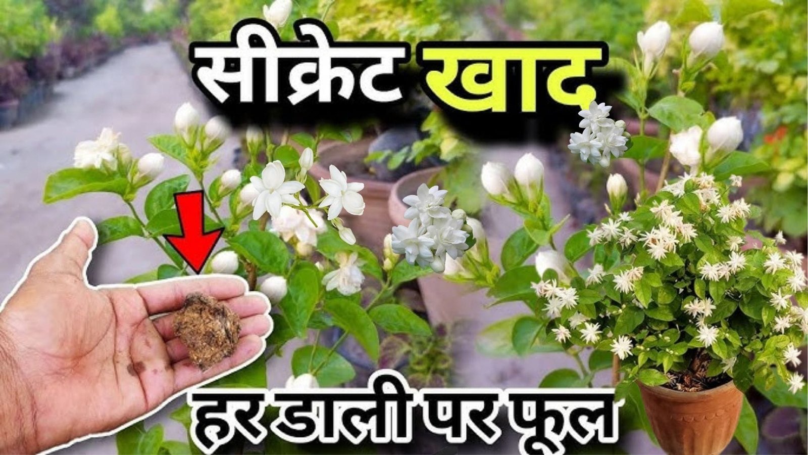 Gardening tips: मोगरा के पौधे की हर डाल में खिलेंगे अनगिनत फूल, पौधे में डालें ये 3 सुपर खाद पौधे में बेशुमार फूलों की होगी बरसात, जाने नाम