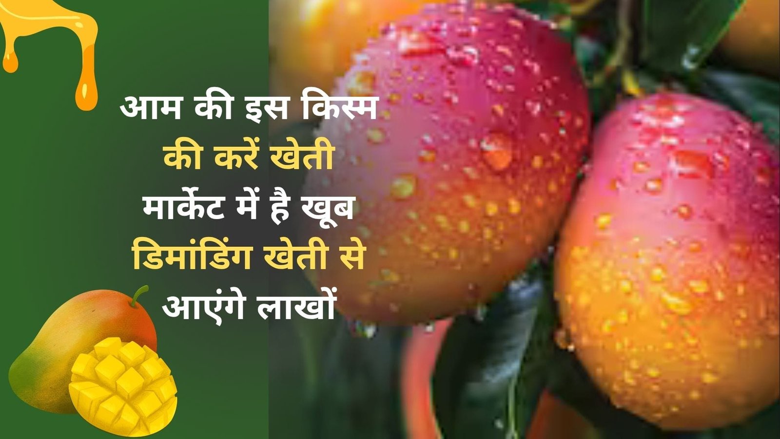 आम की इस किस्म की करें खेती, मार्केट में है खूब डिमांडिंग खेती से आएंगे लाखों खासियत जान हो जाएंगे हैरान, जाने नाम