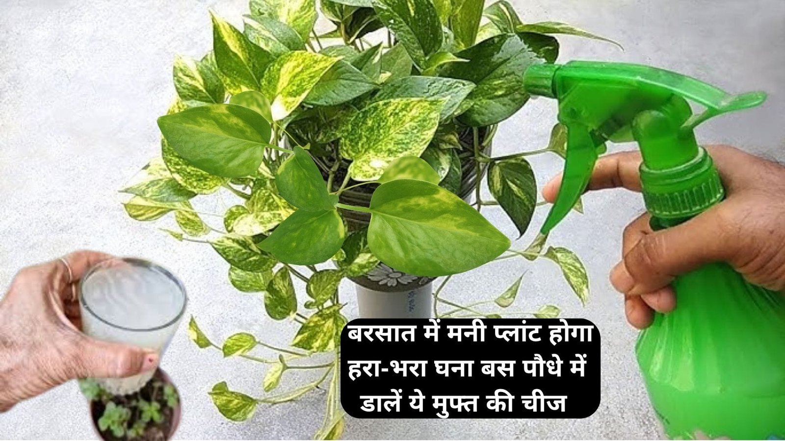 Gardening tips: बरसात में मनी प्लांट होगा हरा-भरा घना, बस पौधे में डालें ये मुफ्त की चीज सैकड़ों पत्तियों से झूल जाएगी बेल, जाने नाम