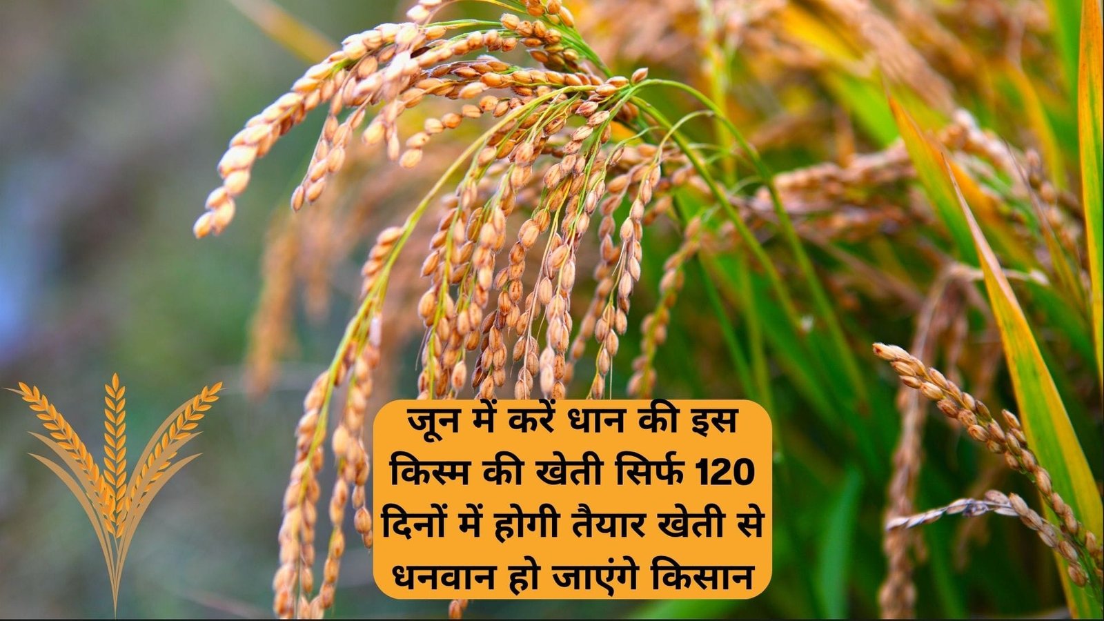 जून में करें धान की इस किस्म की खेती, सिर्फ 120 दिनों में होगी तैयार खेती से धनवान हो जाएंगे किसान, जाने विशेषताएँ
