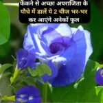 Gardening Tips: फेंकने से अच्छा अपराजिता के पौधे में डालें ये 2 चीज, भर-भर कर आएंगे अनेकों फूल एक भी पत्ती पीली नहीं पड़ेगी, जाने नाम