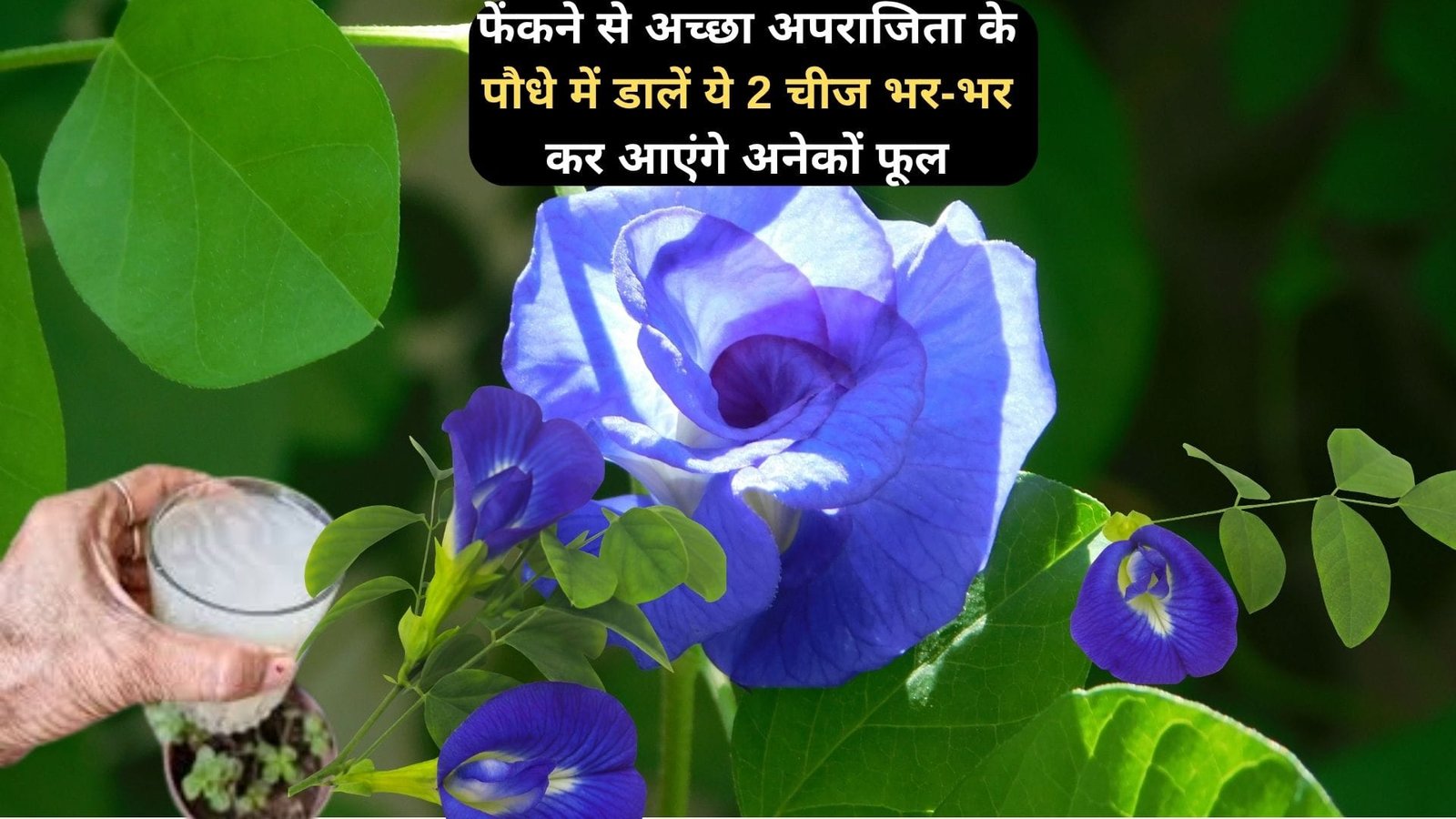 Gardening Tips: फेंकने से अच्छा अपराजिता के पौधे में डालें ये 2 चीज, भर-भर कर आएंगे अनेकों फूल एक भी पत्ती पीली नहीं पड़ेगी, जाने नाम