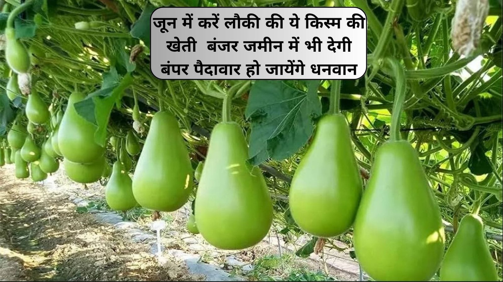 जून में करें लौकी की ये किस्म की खेती, मार्केट में है खूब डिमांड बंजर जमीन में भी देगी बंपर पैदावार हो जायेंगे धनवान, जाने नाम