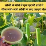 Gardening Tips: लौकी के पौधे में एक चुटकी डालें ये चीज, डबल स्पीड से बढ़ेगी पौधे की ग्रोथ लंबी-लंबी लौकी से लद जाएगी बेल, जाने नाम