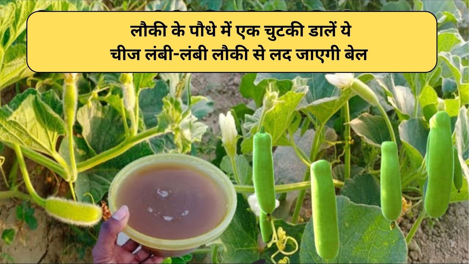 Gardening Tips: लौकी के पौधे में एक चुटकी डालें ये चीज, डबल स्पीड से बढ़ेगी पौधे की ग्रोथ लंबी-लंबी लौकी से लद जाएगी बेल, जाने नाम