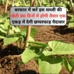 बरसात में करें इस सब्जी की खेती, सिर्फ 90 दिनों में होगी तैयार एक एकड़ में देगी छप्परफाड़ पैदावार मार्केट में है तगड़ी डिमांड, जाने नाम