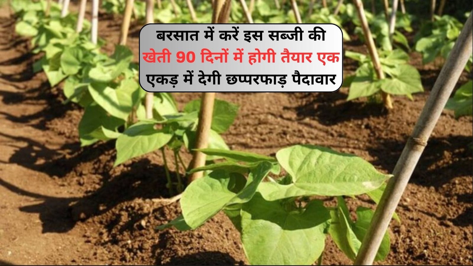 बरसात में करें इस सब्जी की खेती, सिर्फ 90 दिनों में होगी तैयार एक एकड़ में देगी छप्परफाड़ पैदावार मार्केट में है तगड़ी डिमांड, जाने नाम