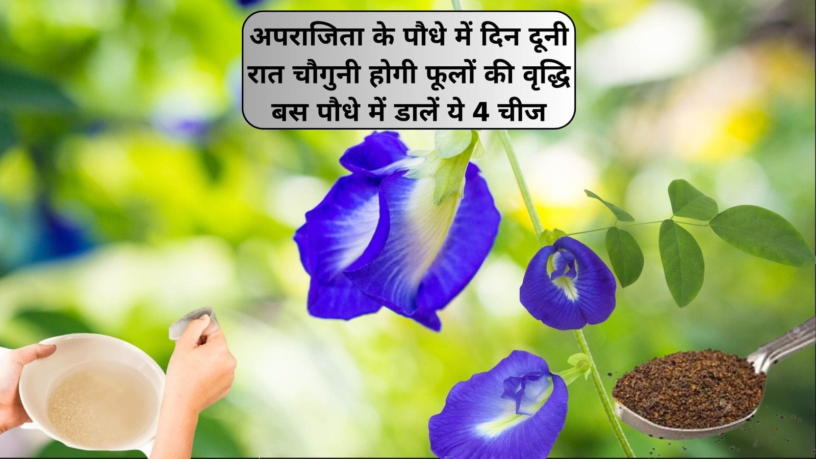 Gardening tips: अपराजिता के पौधे में दिन दूनी रात चौगुनी होगी फूलों की वृद्धि, बस पौधे में डालें एक-एक चम्मच ये 4 चीज, जाने नाम