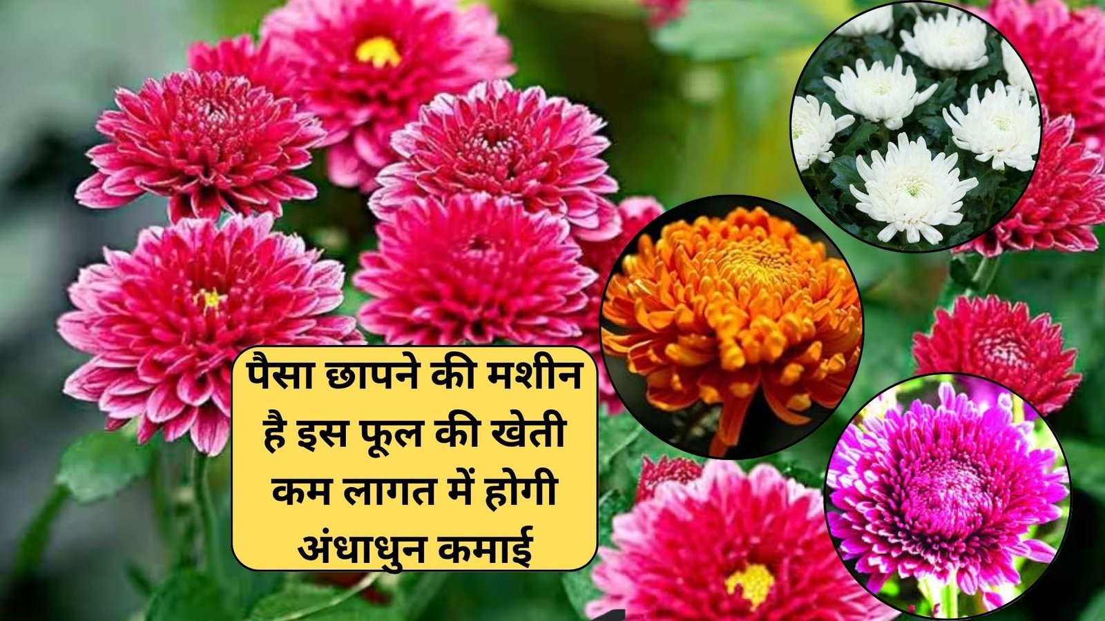 पैसा छापने की मशीन है इस फूल की खेती, कम लागत में होगी अंधाधुन कमाई मार्केट में है खूब डिमांड, जाने नाम और विशेषताएं