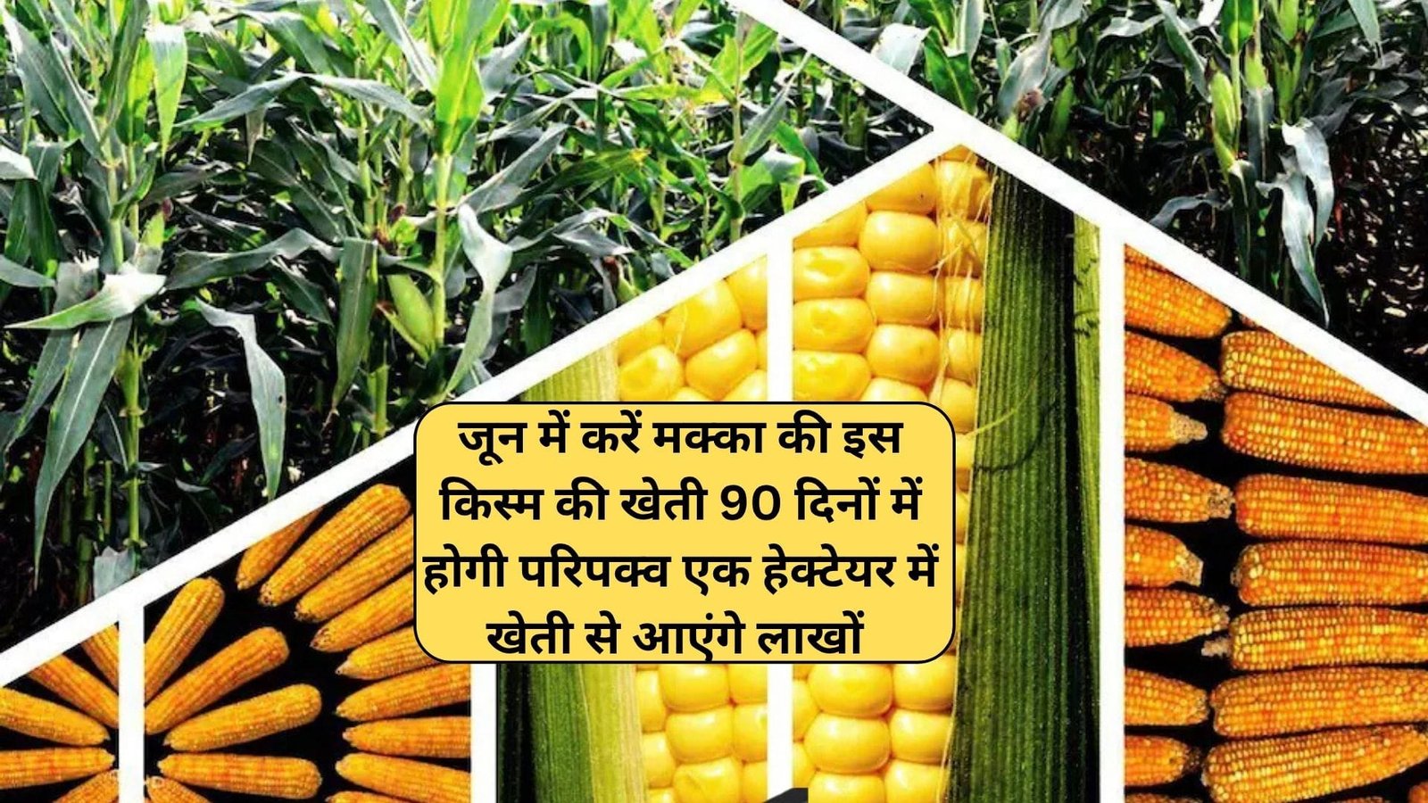 जून में करें मक्का की इस किस्म की खेती, सिर्फ 90 दिनों में होगी परिपक्व एक हेक्टेयर में खेती से आएंगे लाखों रूपए, जाने नाम