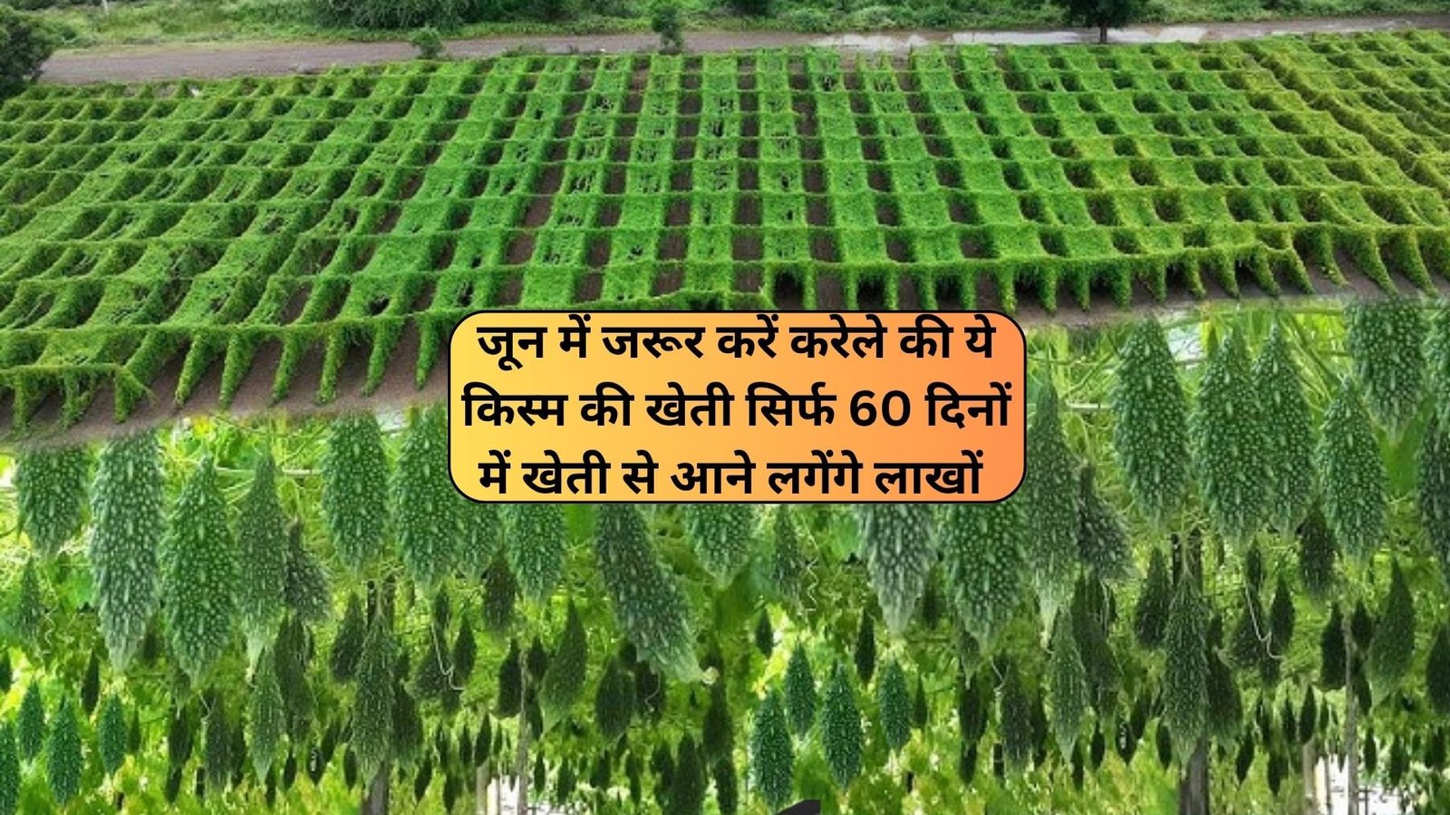जून में जरूर करें करेले की ये किस्म की खेती, सिर्फ 60 दिनों में खेती से आने लगेंगे लाखों रूपए प्रत्येक बेल 35-40 फलों से लदी रहेगी, जाने नाम