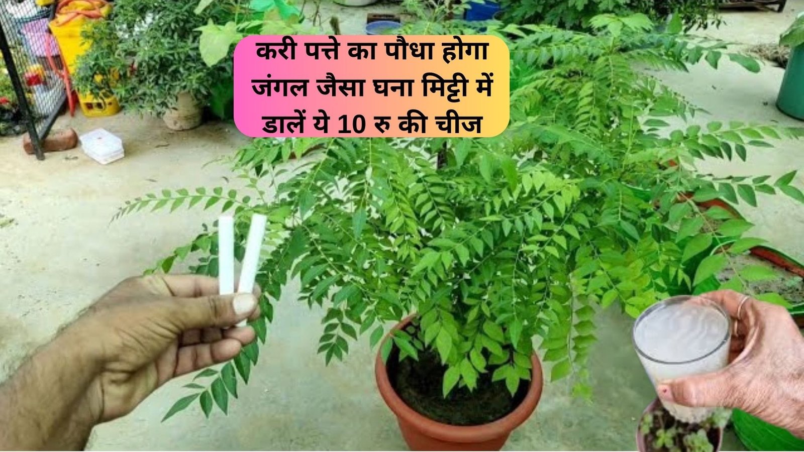 Gardening tips: करी पत्ते का पौधा होगा जंगल जैसा घना, मिट्टी में डालें ये 10 रु की चीज, खुशबूदार पत्तियों से हरा भरा डबल स्पीड से बढ़ेगा छोटा-सा पौधा