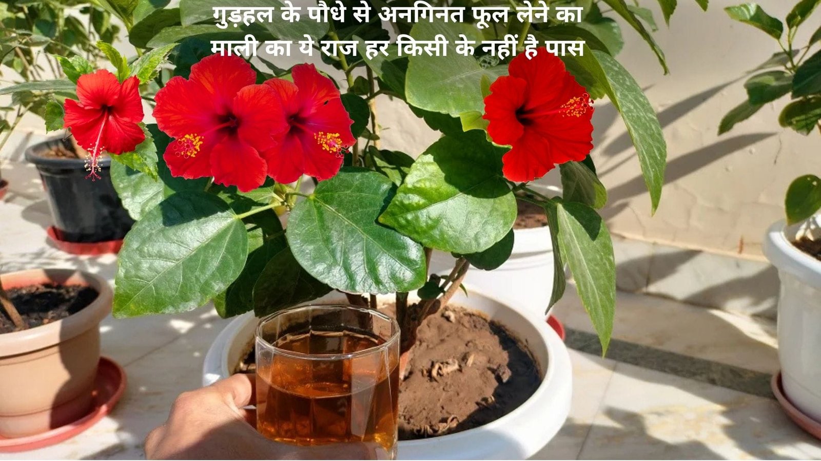 Gardening tips: गुड़हल के पौधे से अनगिनत फूल लेने का माली का ये राज हर किसी के नहीं है पास, बस पौधे में डालें 1 कप ये घोल और देखें फूलों से भरा जादू