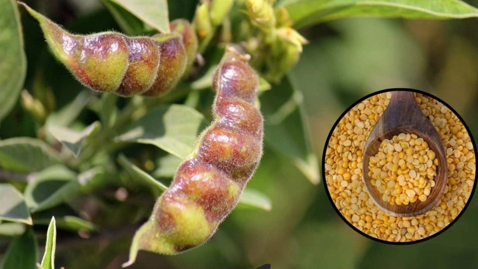 भीषण गर्मी में भी लहलाएगी अरहर की ये किस्म, 125 दिनों में होगी तैयार बंपर उत्पादन से कर देगी मालामाल, जाने नाम