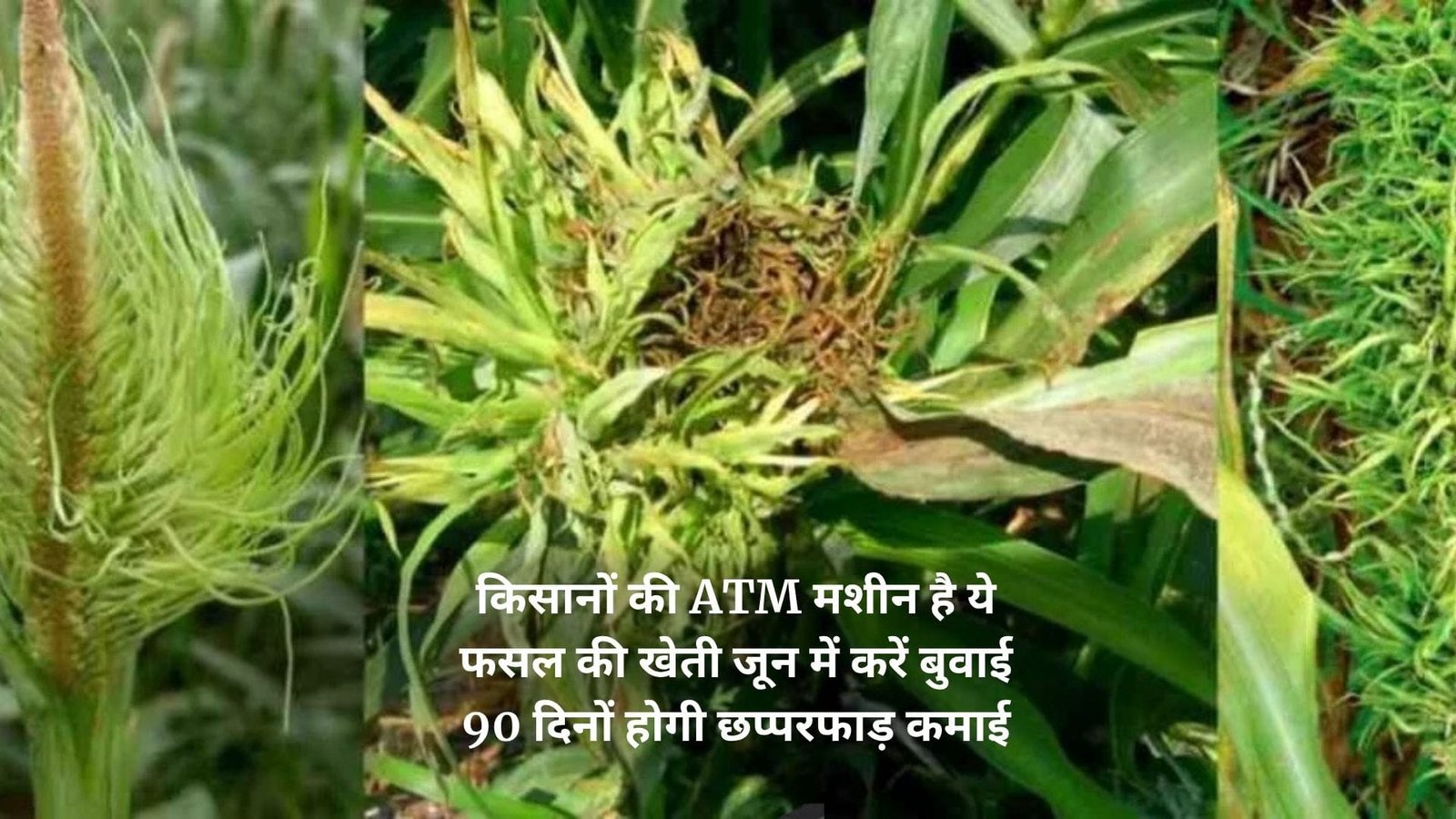 किसानों की ATM मशीन है ये फसल की खेती, जून में करें बुवाई 90 दिनों होगी छप्परफाड़ कमाई, जाने नाम