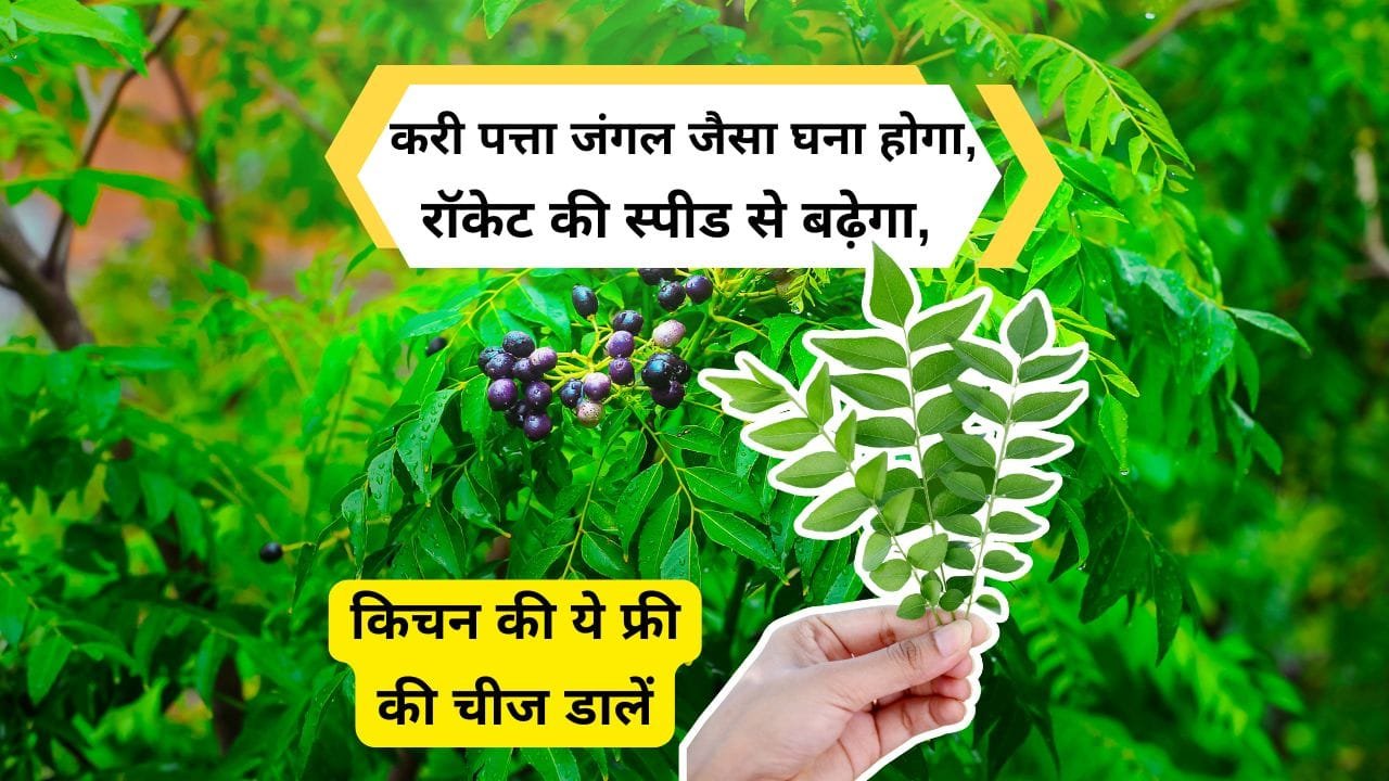 बरसात के मौसम में करी पत्ता कैसे लगाएं