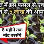 मिर्च की खेती