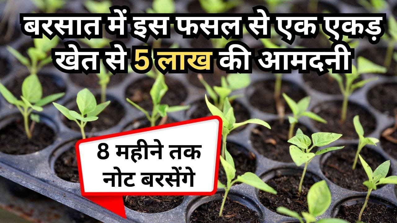 मिर्च की खेती