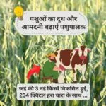 जई की 3 नई किस्में
