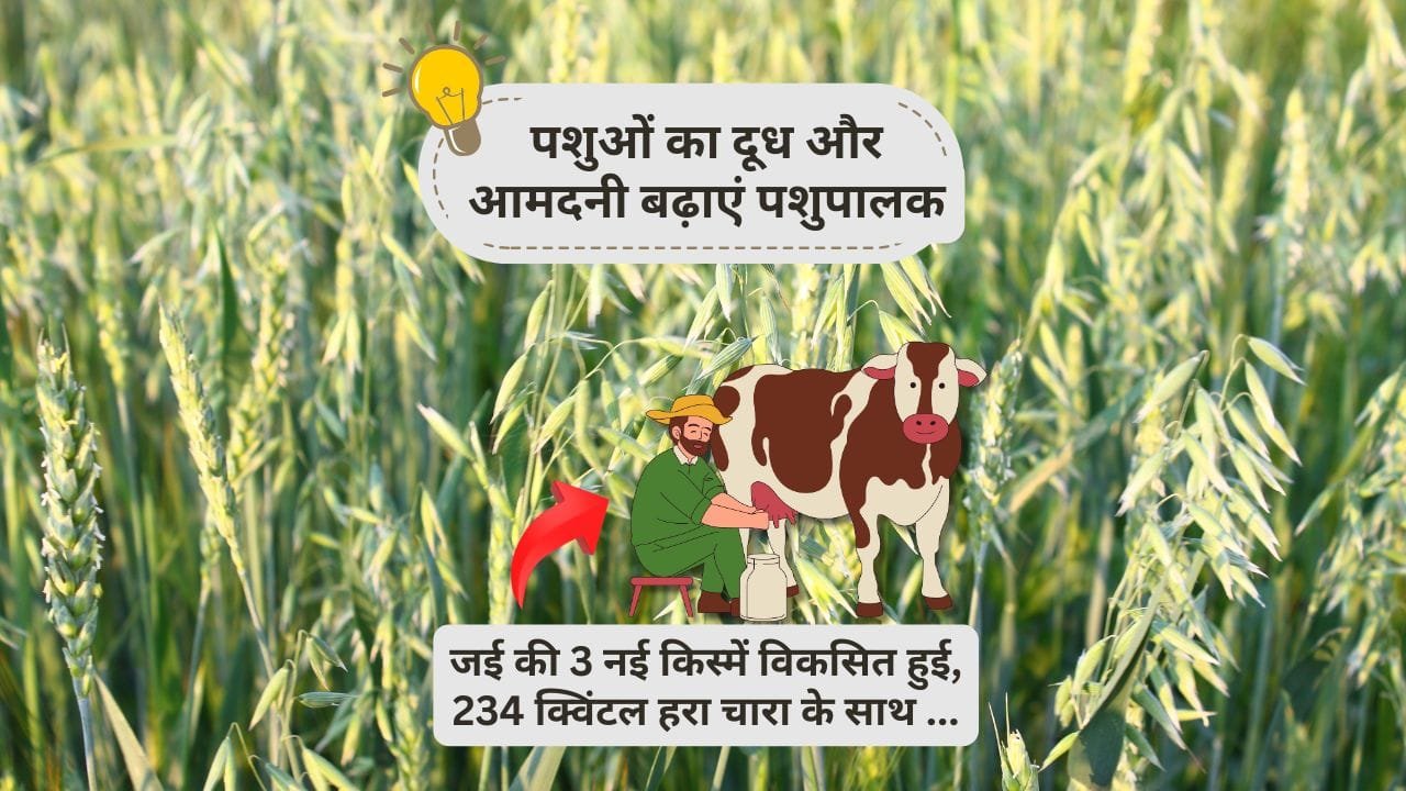 जई की 3 नई किस्में